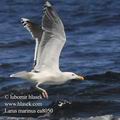 Larus_marinus_ea8050