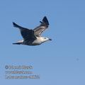 Larus_marinus_eb0672