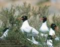 Larus_melanocephalus_2390