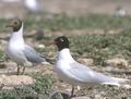 Larus_melanocephalus_11817