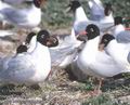 Larus_melanocephalus_11819