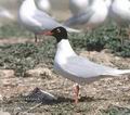 Larus_melanocephalus_11820