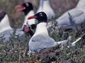 Larus_melanocephalus_12029