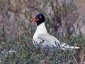 Larus_melanocephalus_12030