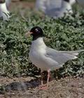 Larus_melanocephalus_12031