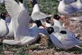 Larus_melanocephalus_12033