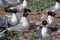 Larus_melanocephalus_12034