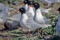 Larus_melanocephalus_12035