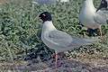 Larus_melanocephalus_12036