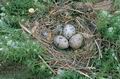 Larus_melanocephalus_2156