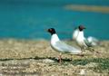 Larus_melanocephalus_2896