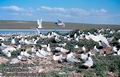 Larus_melanocephalus_2910