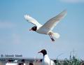 Larus_melanocephalus_2914