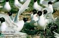 Larus_melanocephalus_560