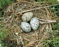 Larus_melanocephalus_6508