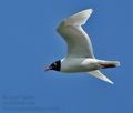 Larus_melanocephalus_cc4483