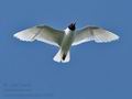 Larus_melanocephalus_cc4498