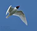 Larus_melanocephalus_cc4511