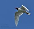 Larus_melanocephalus_cc4542