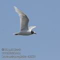 Larus_melanocephalus_eb3937