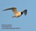 Larus_melanocephalus_kb5040