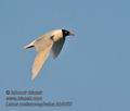 Larus_melanocephalus_kb5052