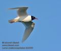 Larus_melanocephalus_kb5066