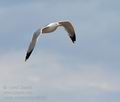 Larus_michahellis_bt8705