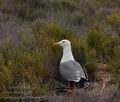 Larus_michahellis_bt8730