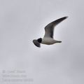 Larus_minutus_bj4688