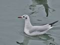 Larus_ridibundus_bp7849