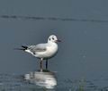 Larus_ridibundus_bt6394