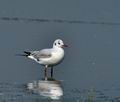 Larus_ridibundus_bt6394