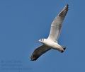 Larus_ridibundus_bx0336