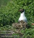 Larus_ridibundus_da5562