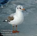 Larus_ridibundus_dc1997