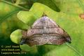 Laspeyria_flexula_2974