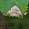 Laspeyria_flexula_bc9265