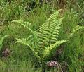 Lastrea_limbosperma_bu3846