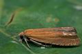 Lathronympha_strigana_cc8851s"