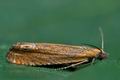 Lathronympha_strigana_ce9924s"