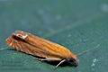 Lathronympha_strigana_ck7045s