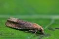 Lathronympha_strigana_cl9875s