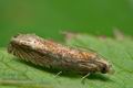 Lathronympha_strigana_cn3701s