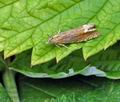 Lathronympha_strigana_hy0046