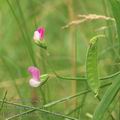 Lathyrus_hirsutus_af1502