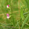 Lathyrus_hirsutus_af1505