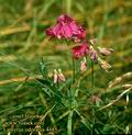 Lathyrus_odoratus_4485