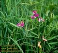 Lathyrus_palustris_4023