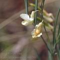 Lathyrus_pannonicus_ah1286